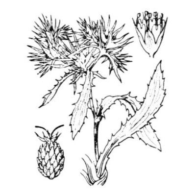 Eryngium pusillum L. 