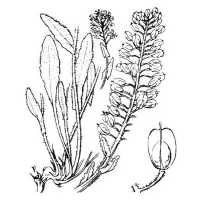 Lepidium heterophyllum Benth. 