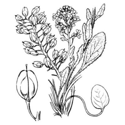 Lepidium villarsii Gren. & Godr. subsp. villarsii 