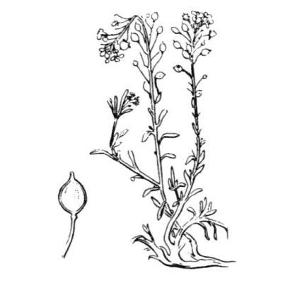 Lobularia maritima (L.) Desv. subsp. maritima 