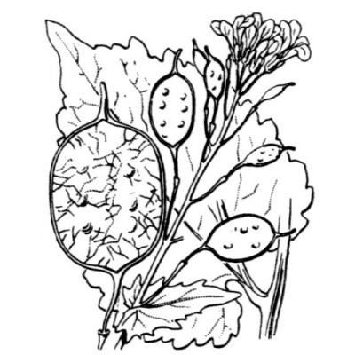 Lunaria annua L. subsp. annua 