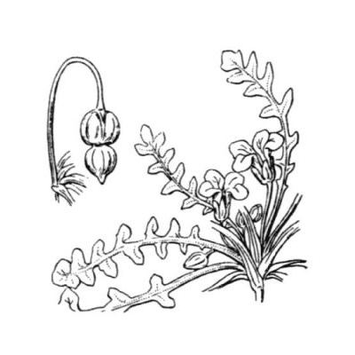 Morisia monanthos (Viv.) Asch. 