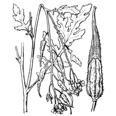 Sinapis alba subsp. dissecta (Lag.) Bonnier 