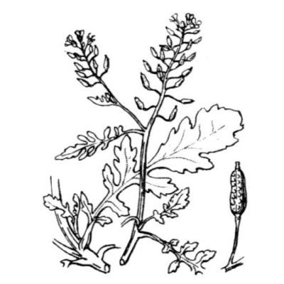 Rorippa palustris (L.) Besser 