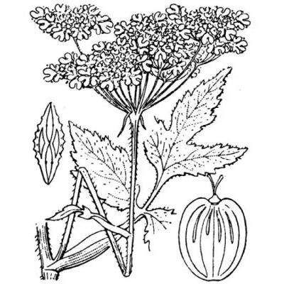 Heracleum sphondylium L. 