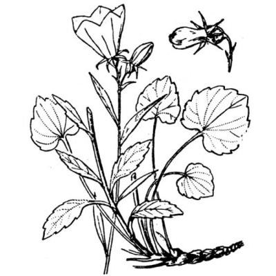 Campanula rotundifolia L. 