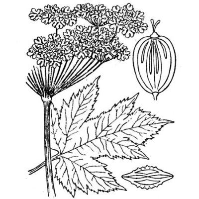 Heracleum sphondylium subsp. pyrenaicum (Lam.) Bonnier & Layens 