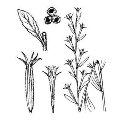 Legousia falcata (Ten.) Janch. subsp. castellana (Lange) Jauzein 