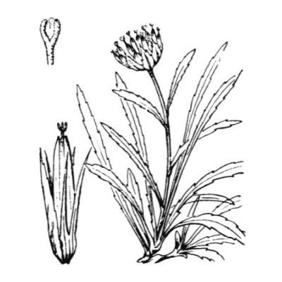 Phyteuma serratum Viv. 
