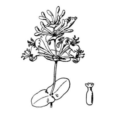 Lonicera caprifolium L. 