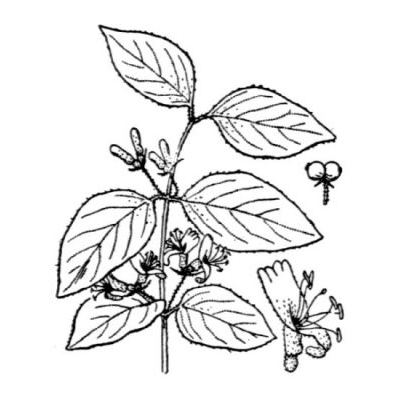 Lonicera xylosteum L. 