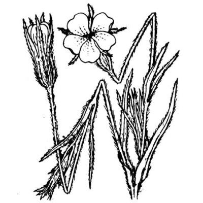 Agrostemma githago L. subsp. githago 