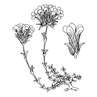 Arenaria aggregata (L.) Loisel. subsp. aggregata 