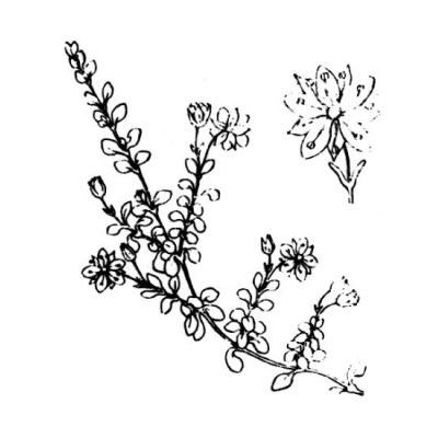 Arenaria biflora L. 