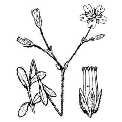 Cerastium alpinum L. 