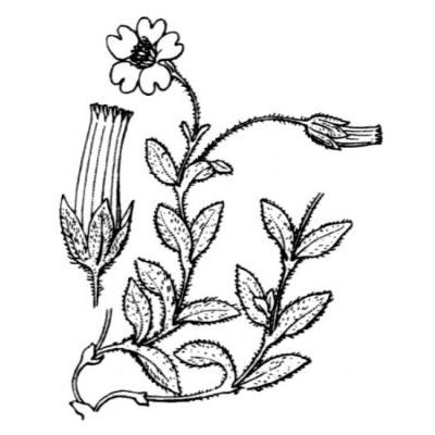 Cerastium latifolium L. 