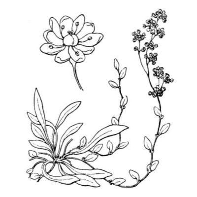 Corrigiola telephiifolia Pourr. 