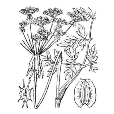 Silphiodaucus prutenicus (L.) Spalik, Wojew., Banasiak, Piwczynski & Reduron
 