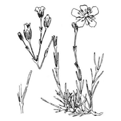Cherleria capillacea (All.) A.J.Moore & Dillenb. 