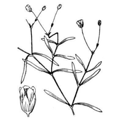 Moehringia intermedia (Loisel.) Panizzi 