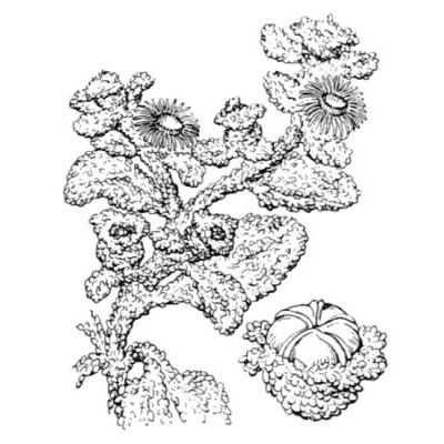 Mesembryanthemum crystallinum L. 