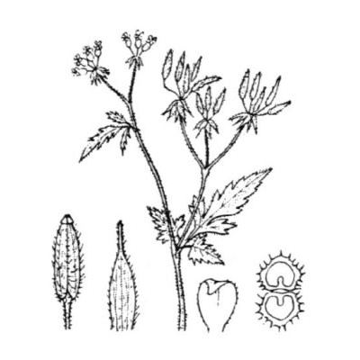 Chaerophyllum nodosum (L.) Crantz 