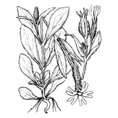 Silene noctiflora L. 