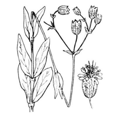 Silene vulgaris (Moench) Garcke subsp. vulgaris 
