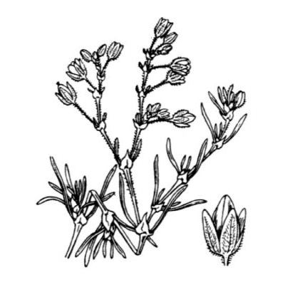 Spergularia nicaeensis Burnat 
