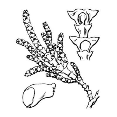 Arthrocnemum macrostachyum (Moric.) K. Koch 