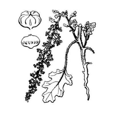 Chenopodium botrys L. 