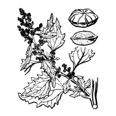 Chenopodium murale L. 