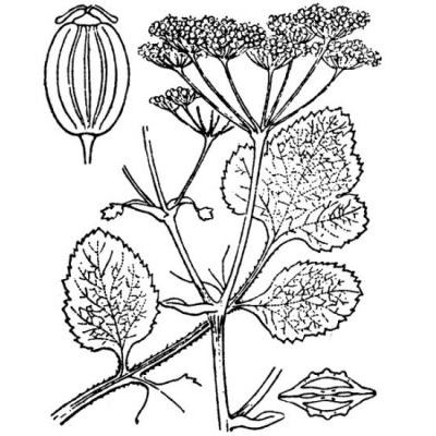 Pastinaca kochii subsp. latifolia (Duby) Reduron 
