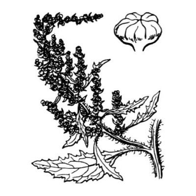 Chenopodium suffruticosum Willd. 