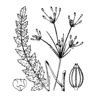 Petroselinum segetum (L.) W.D.J.Koch 