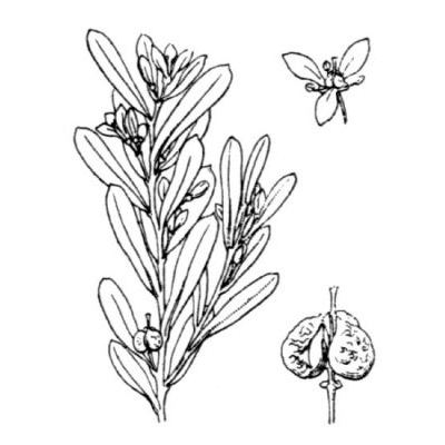 Cneorum tricoccon L. 