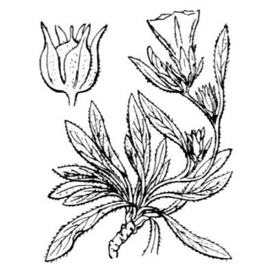 Convolvulus lineatus L. 