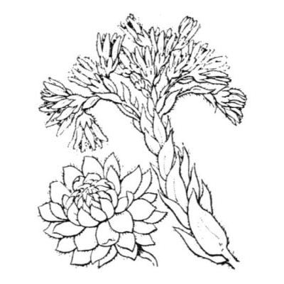Jovibarba globifera subsp. allionii (Jord. & Fourr.) J. Parn. 