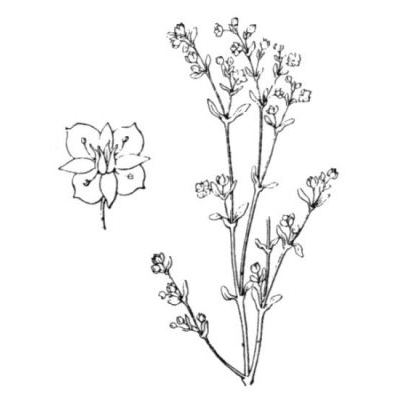 Crassula vaillantii (Willd.) Roth 