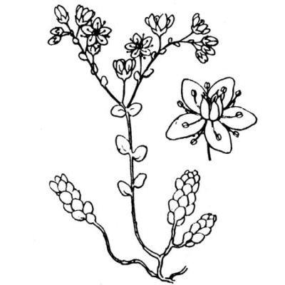 Sedum brevifolium DC. 