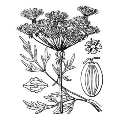 Thysselinum palustre (L.) Hoffm. 