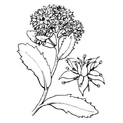 Sedum telephium L. subsp. fabaria (Koch) Kirschleger 