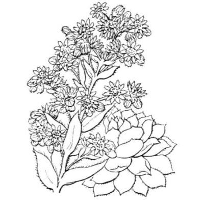 Sempervivum calcareum Jord. 
