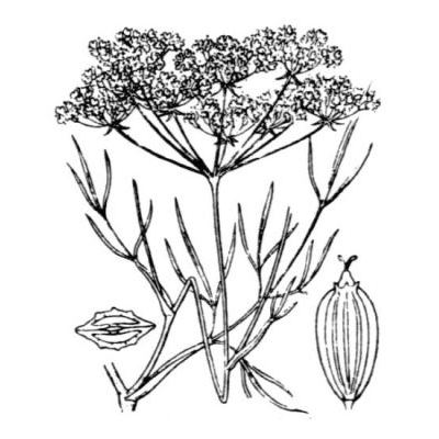 Peucedanum officinale subsp. paniculatum (Loisel.) R. Frey 