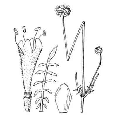 Cephalaria leucantha (L.) Schrad. 