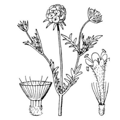 Lomelosia stellata (L.) Raf. 