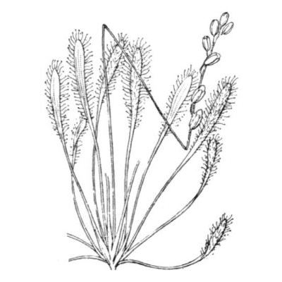 Drosera longifolia L. 