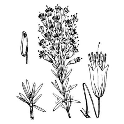 Erica multiflora L. 