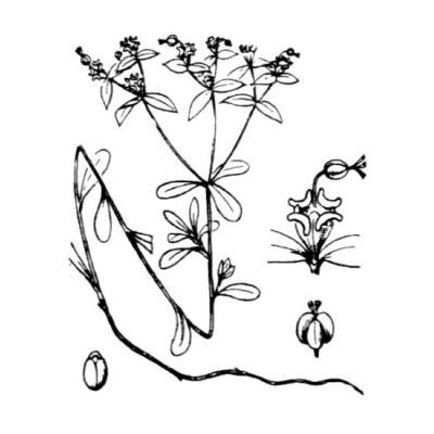 Euphorbia gayi Salis 