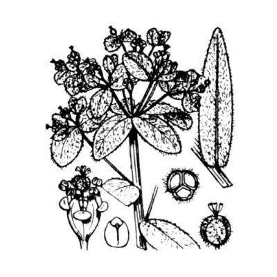 Euphorbia illirica Lam. 
